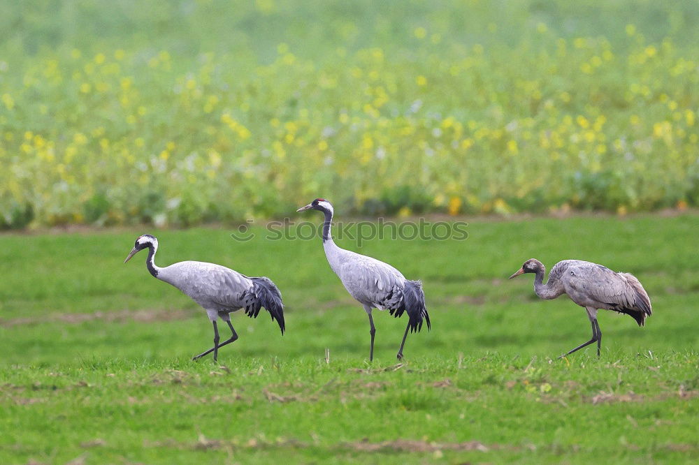 Image, Stock Photo majestic… Environment
