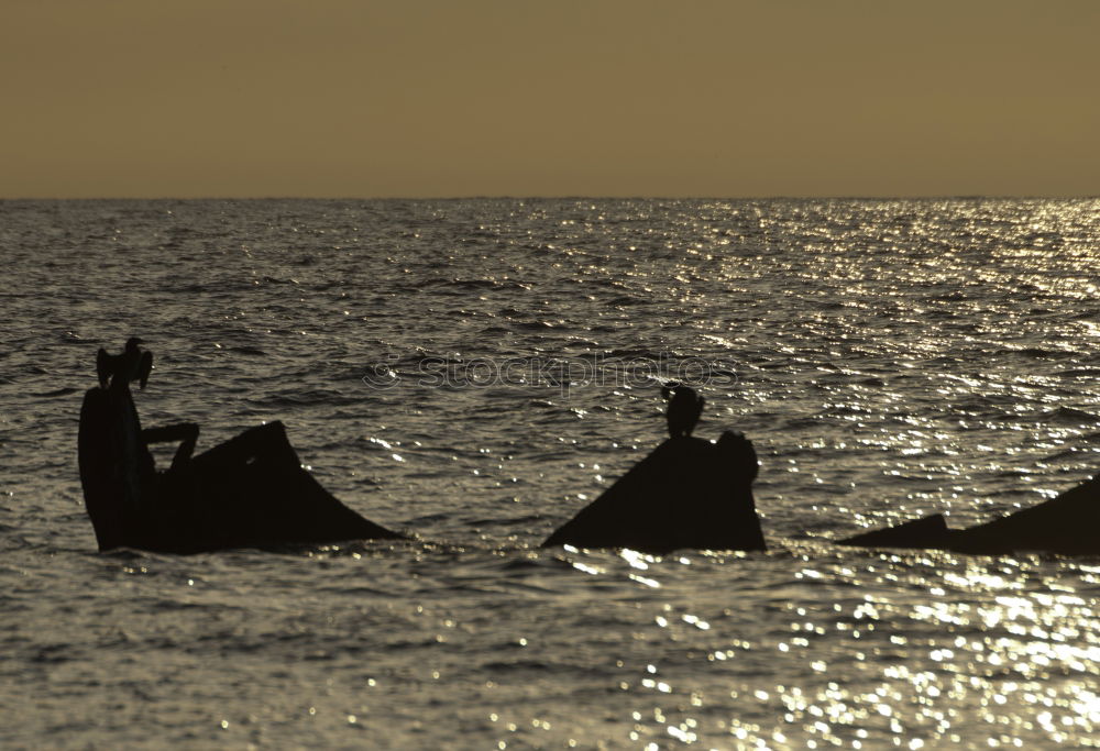 Similar – Fishing in Vieira Leiria 18