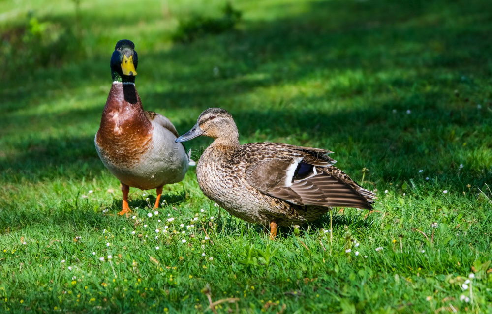 Similar – Image, Stock Photo The ducks waddle one after another