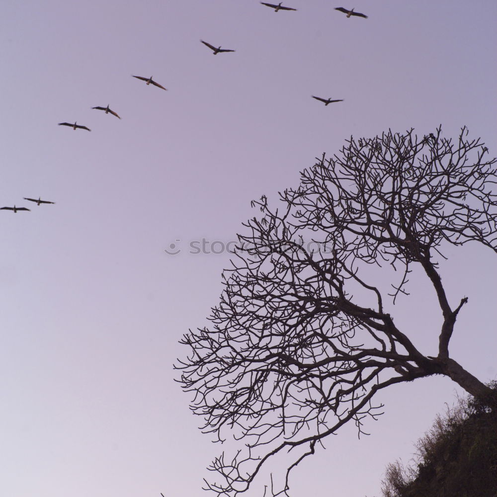 Similar – Vögelbaum Rabenvögel Baum