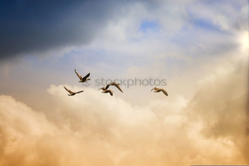 Similar – Image, Stock Photo Famous colonnade of St. Peter’s Basilica in Vatican, Rome, Italy