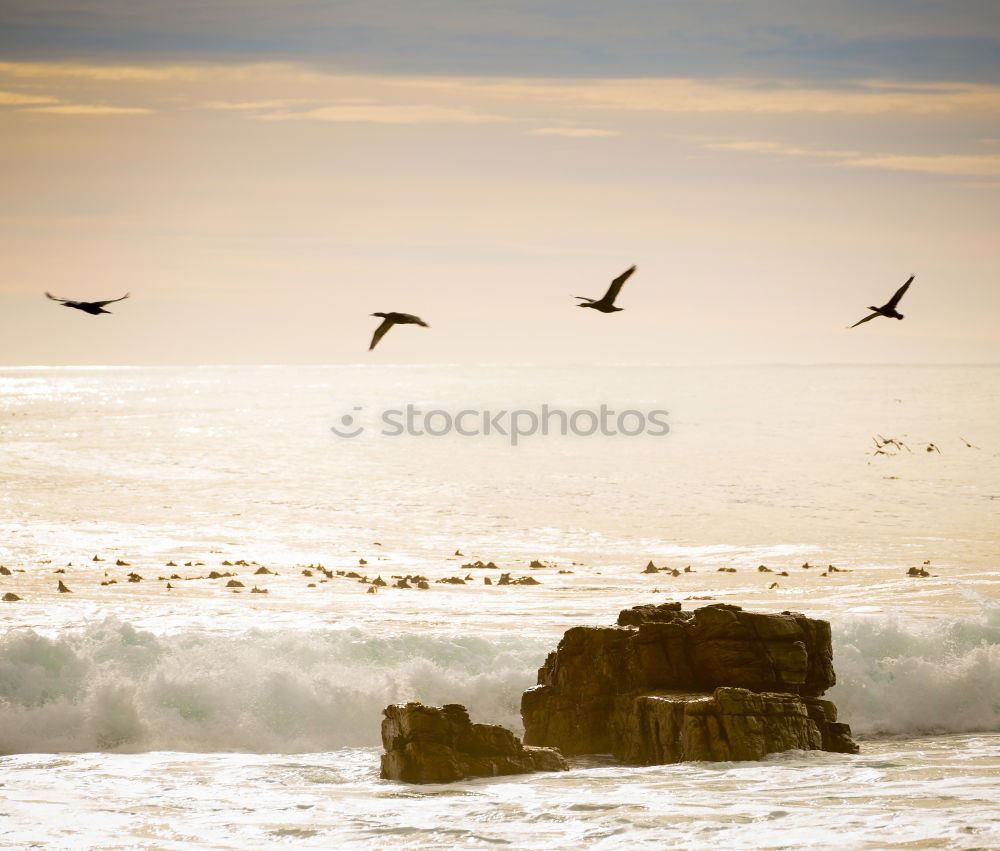 Similar – pelicans Pelican Ecuador