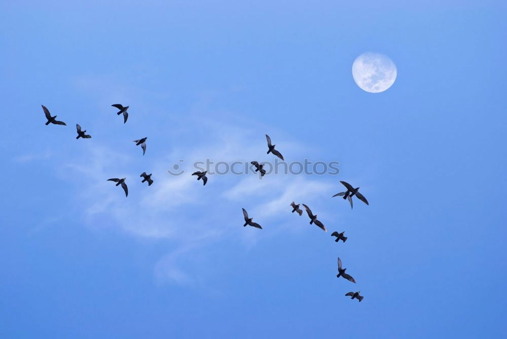 Similar – Image, Stock Photo In formation Bird Goose