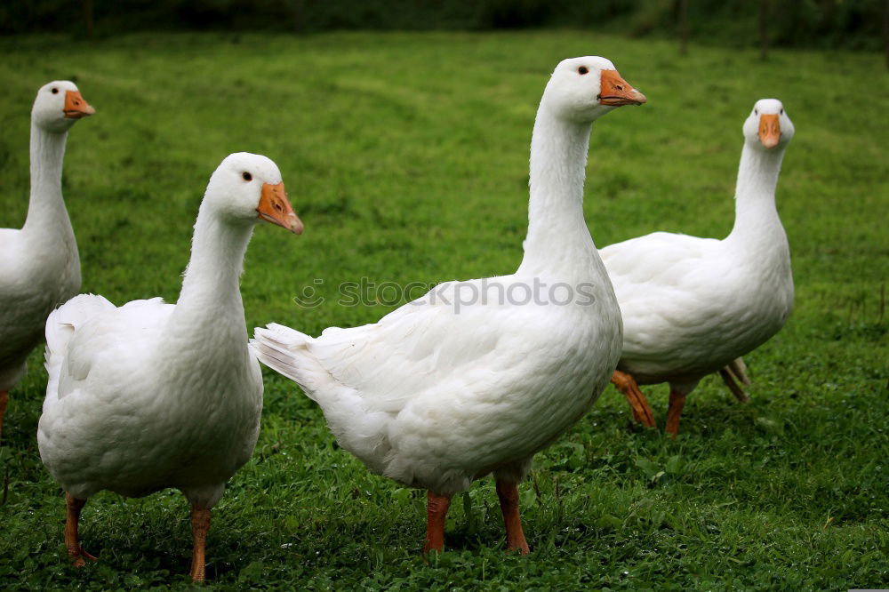 Foto Bild Im Gleichschritt, Vier Fränkische Weihnachtsgänse im Gleichschritt auf einer Wiese.