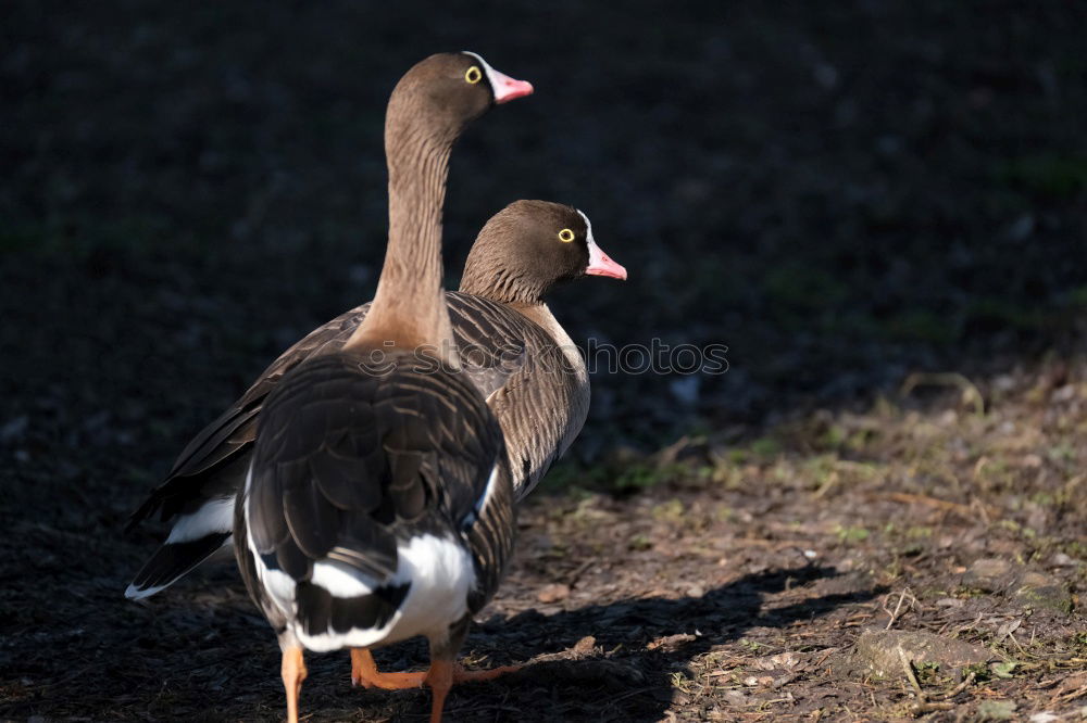 Similar – Image, Stock Photo Swimming greylag goose