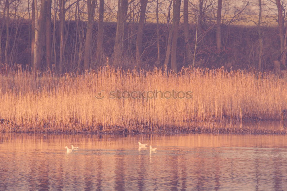 Similar – Image, Stock Photo swan lake Trip Nature