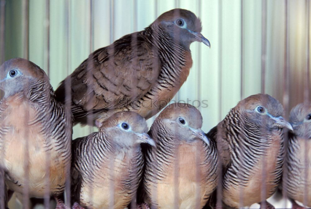 Similar – Image, Stock Photo Mafia Conspiracy Pigeon