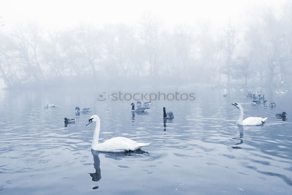 Similar – swans Water Storm clouds