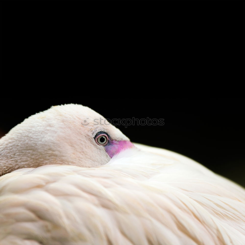 Similar – Image, Stock Photo Tiger Feet I Yellow Goose