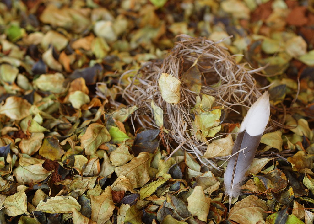 Similar – Verblüht Garten Umwelt