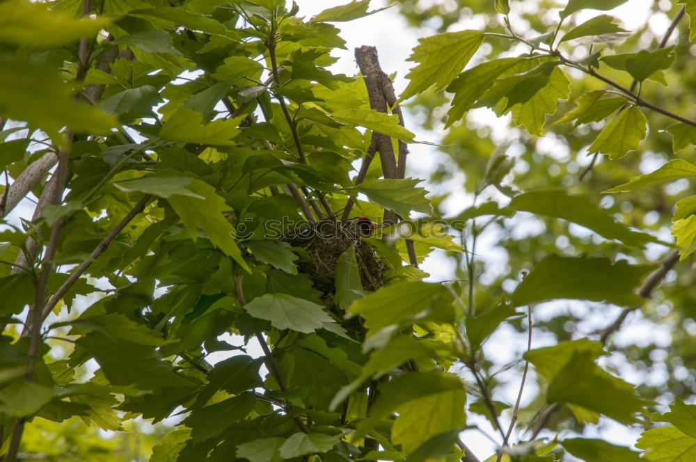 Similar – Image, Stock Photo Young birds in the nest