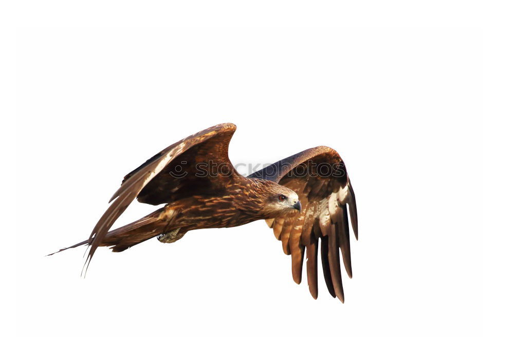 Similar – Awesome bird of prey in flight with the sky of background