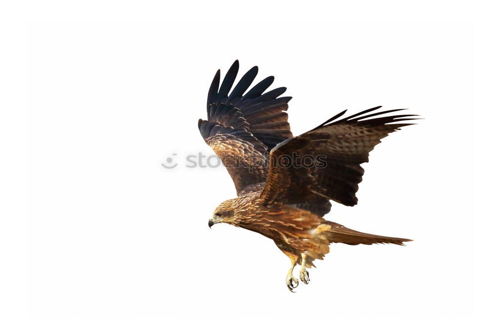 Similar – Awesome bird of prey in flight with the sky of background