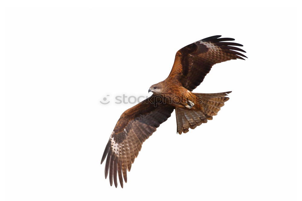 Similar – Awesome bird of prey in flight with the sky of background