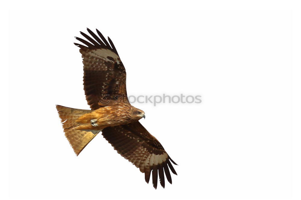 Similar – Awesome bird of prey in flight with the sky of background