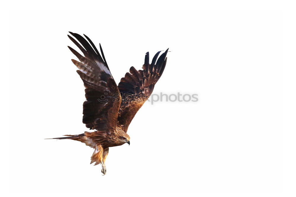 Similar – Awesome bird of prey in flight with the sky of background