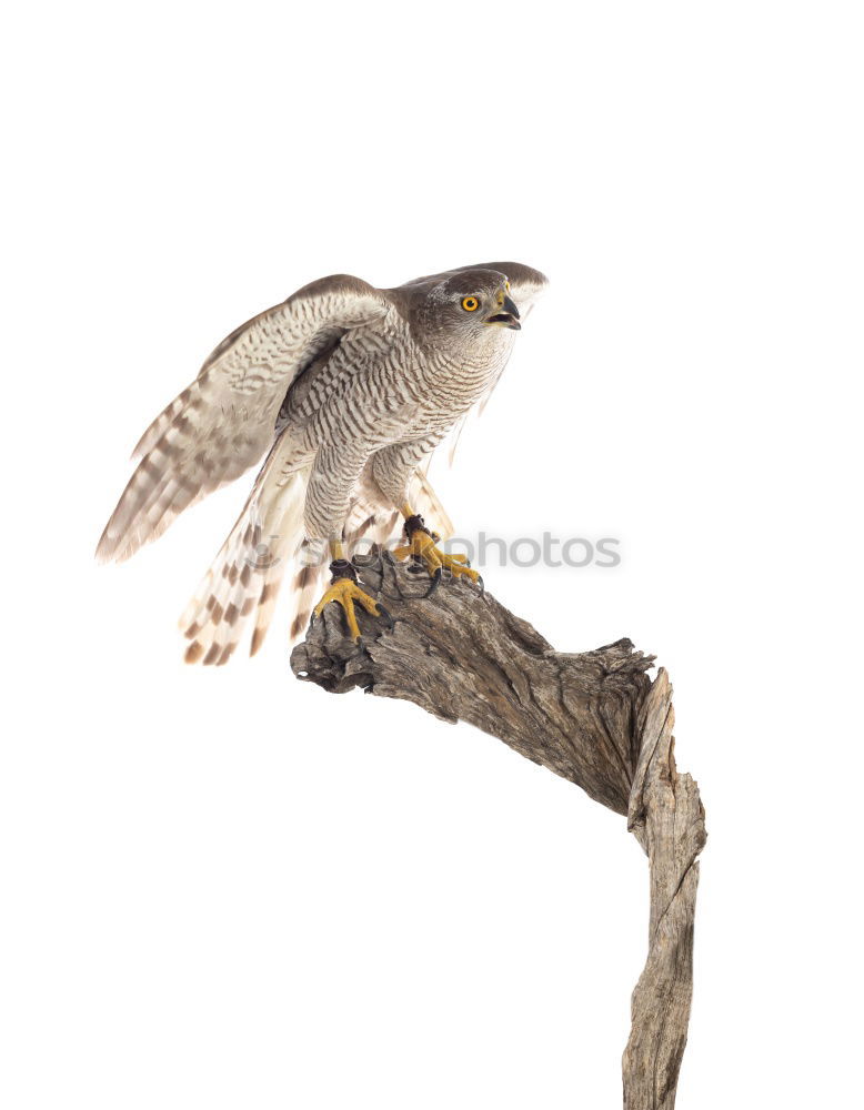 Similar – Image, Stock Photo Departure bird of prey