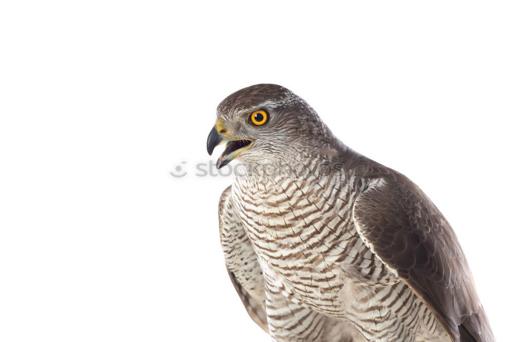 Similar – Northern Goshawk