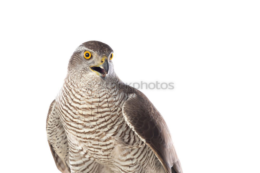 Similar – Northern Goshawk