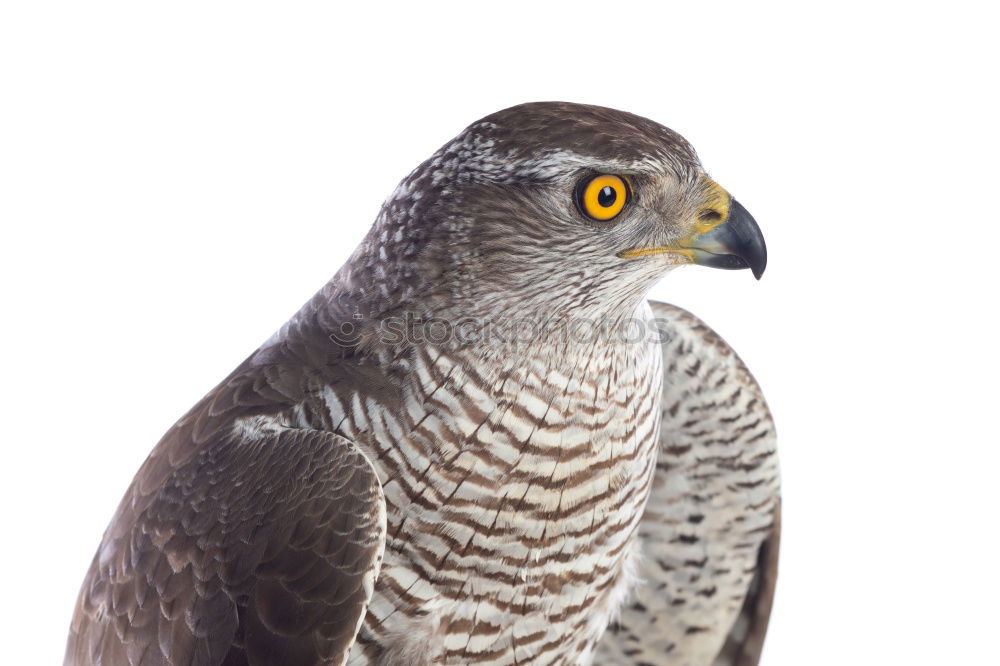 Similar – Northern Goshawk