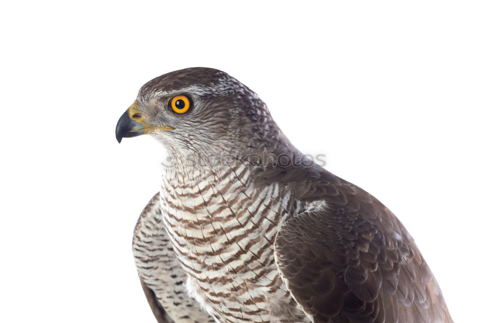 Similar – Northern Goshawk