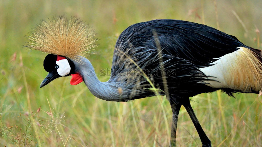 Similar – Schräger Vogel Farbfoto