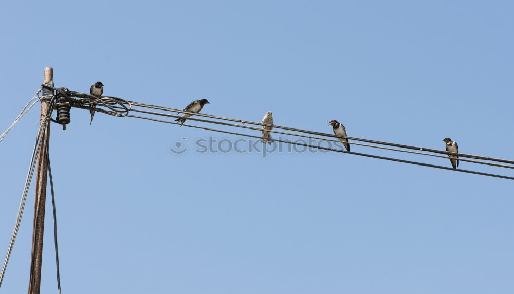 Similar – Image, Stock Photo day watch Pigeon Bird