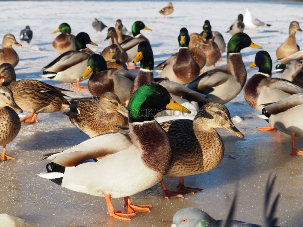 Image, Stock Photo garbENTEich