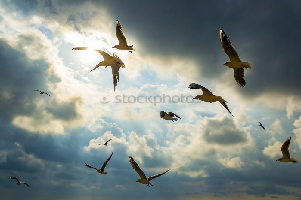 Image, Stock Photo Leisure time is feeding time (aka The Feeder)