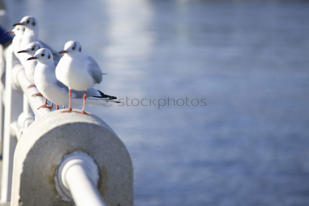 Similar – Möwe auf Geländer in Australien