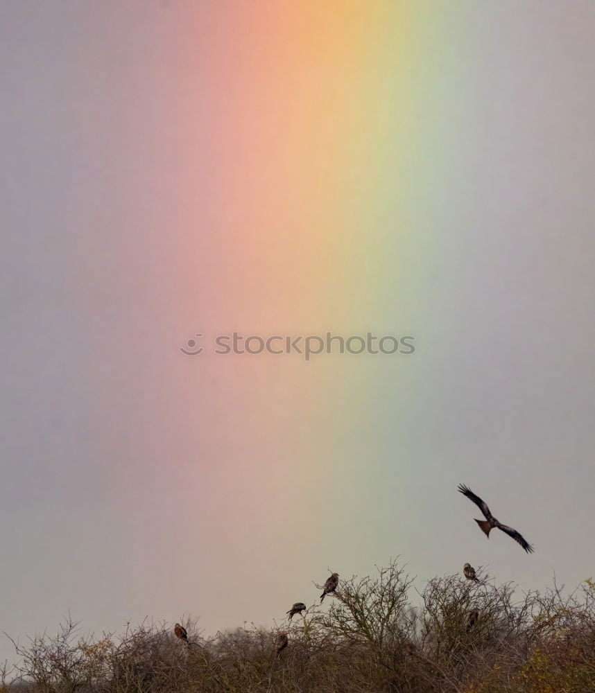 Similar – Image, Stock Photo all the way across the sky