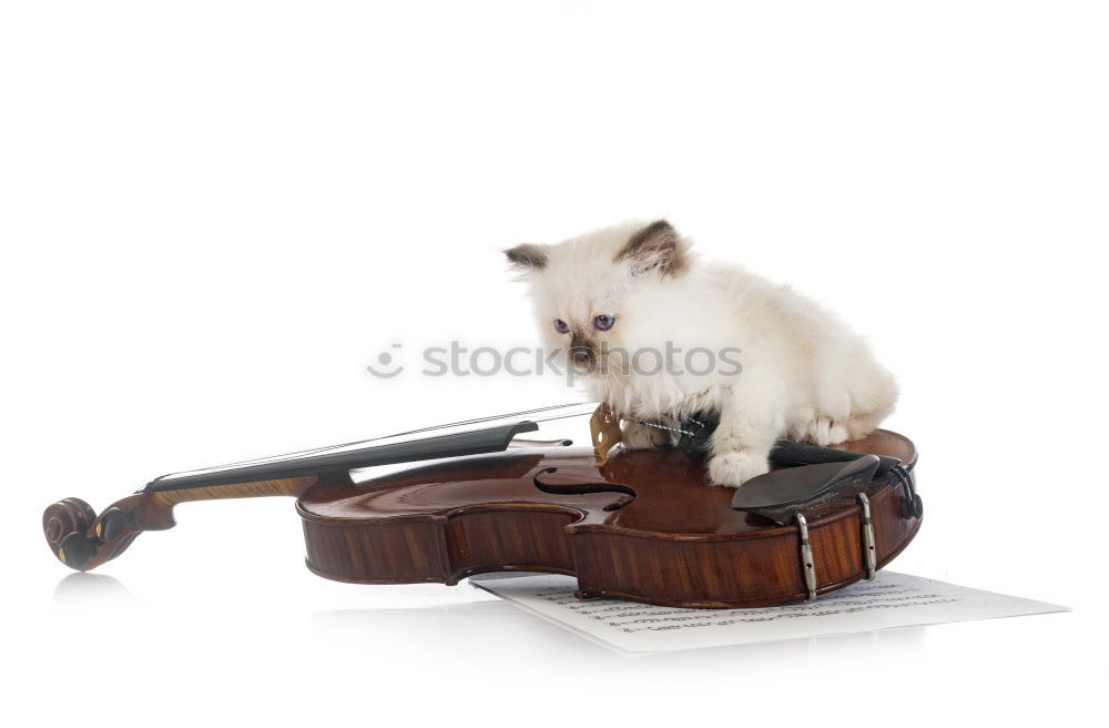 Similar – Image, Stock Photo cat music Colour photo