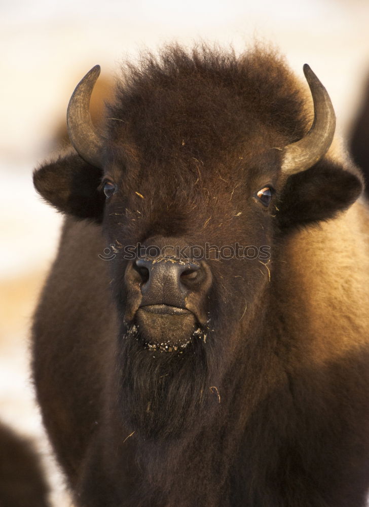 Similar – Image, Stock Photo tastes Animal Farm animal