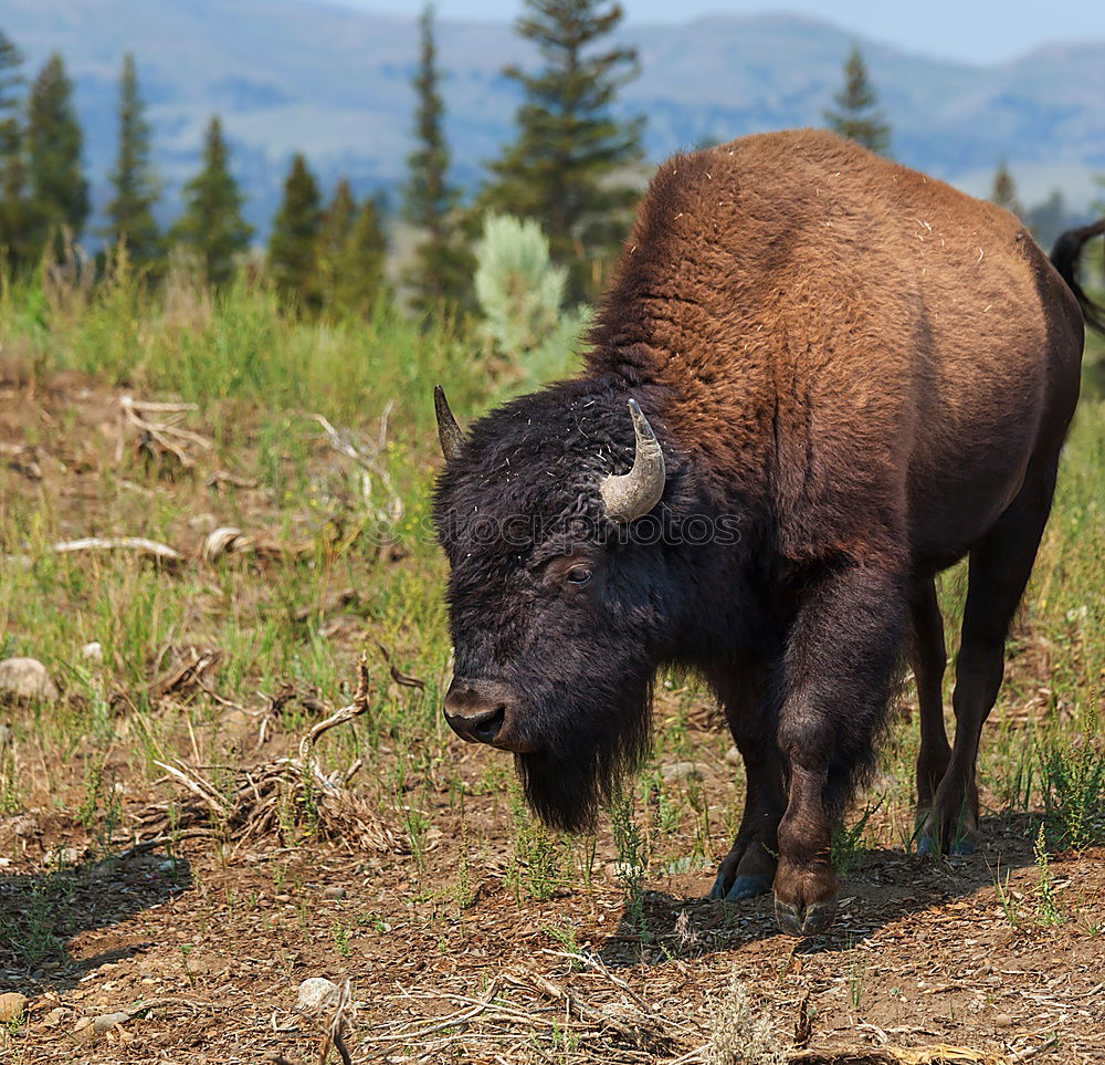 Similar – Wood Bison Animal