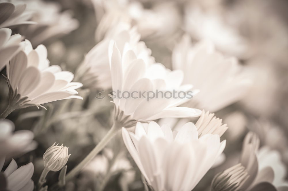 Similar – Image, Stock Photo straw flowers Elegant