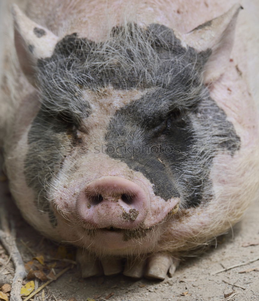 Similar – nose Swine Piglet