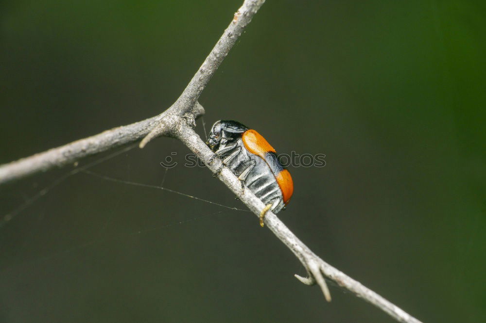 Similar – Raupe_1 Insekt Blatt