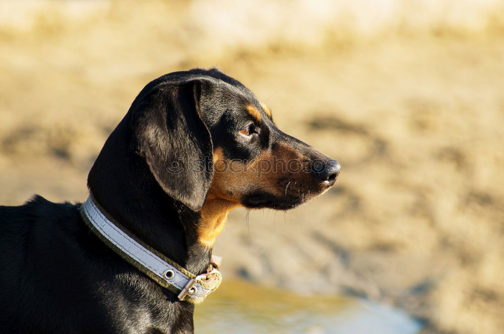 Similar – Funny dog sitting on beach