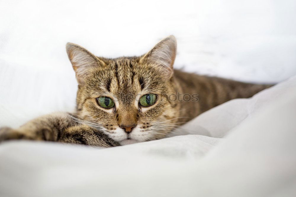 Similar – Image, Stock Photo Cat lies comfortably in bed and looks into the camera