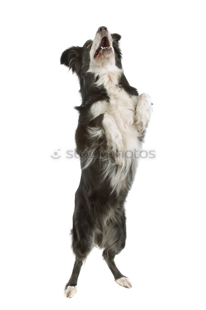 Similar – Image, Stock Photo amy Animal Pet Dog 1