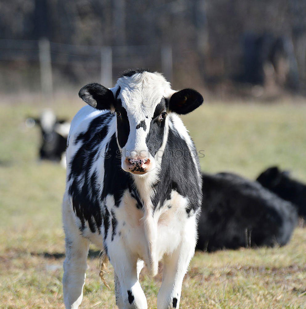 Similar – bite me… Agriculture