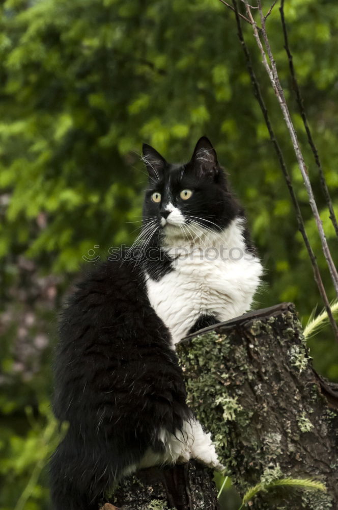 Similar – Thelma alone in the forest.