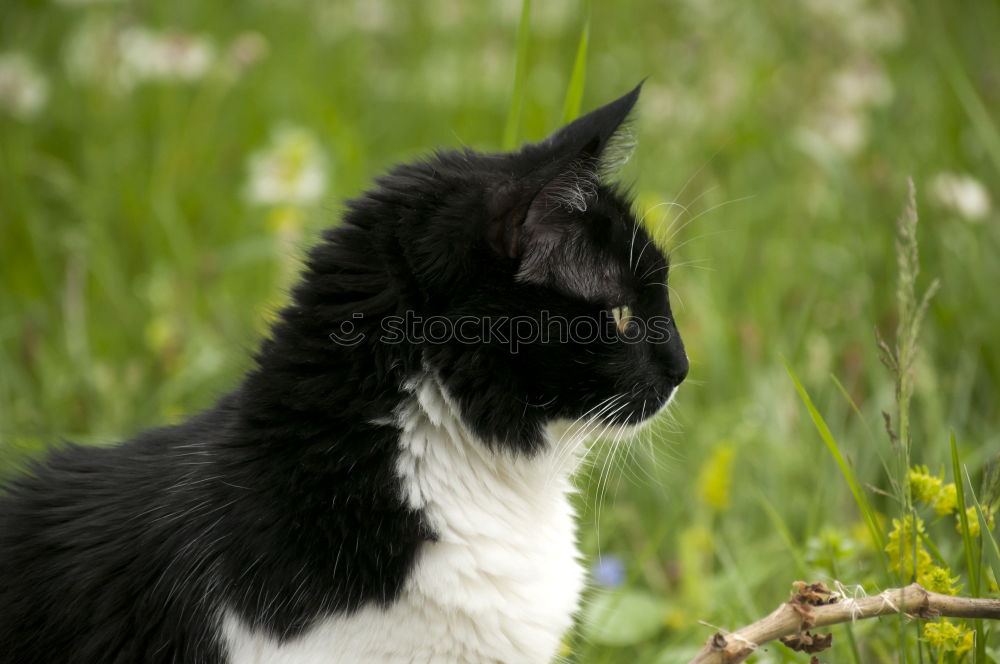 Similar – Image, Stock Photo dreamy Relaxation Animal