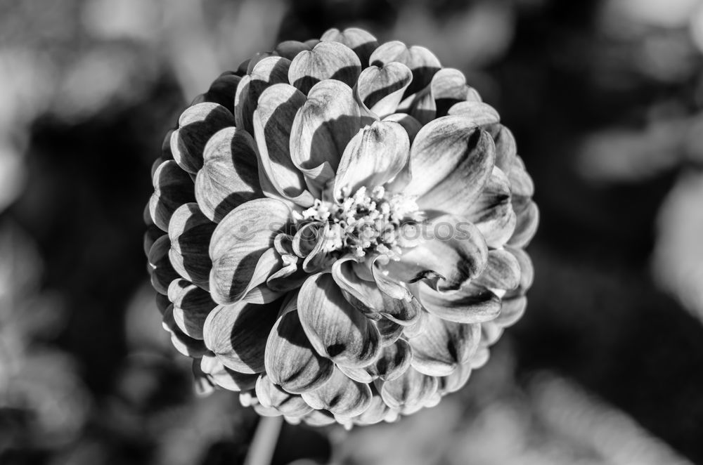 Similar – grauer Frühling Blume