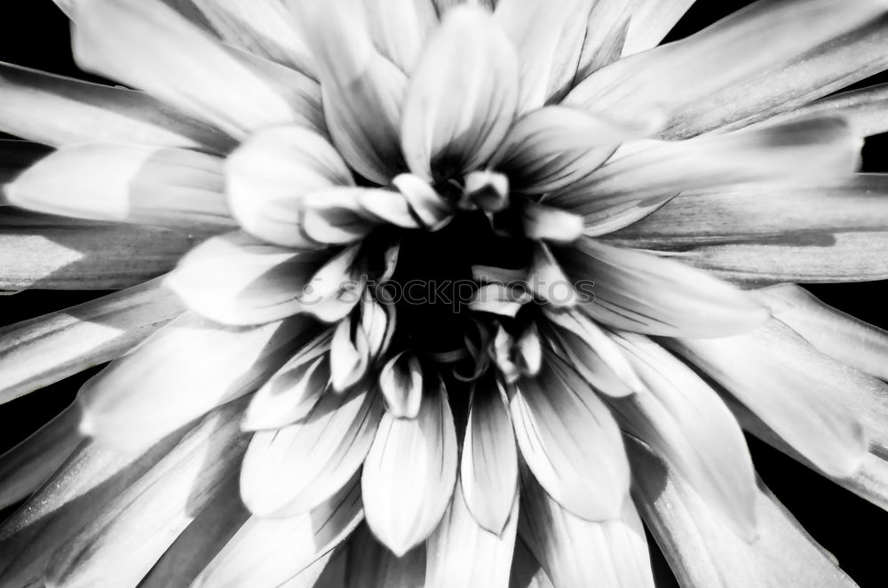 Similar – Blossomingwhite dahlia in black and white