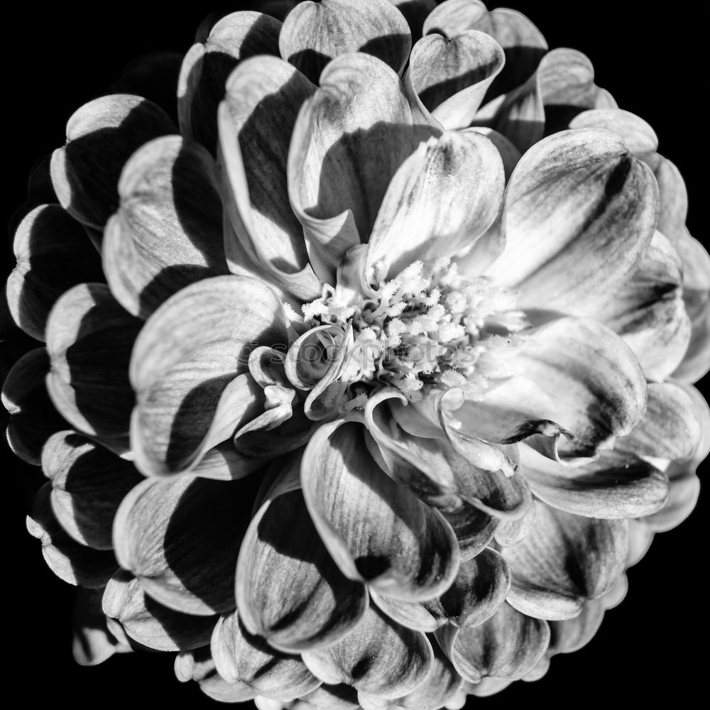 Similar – Blossomingwhite dahlia in black and white