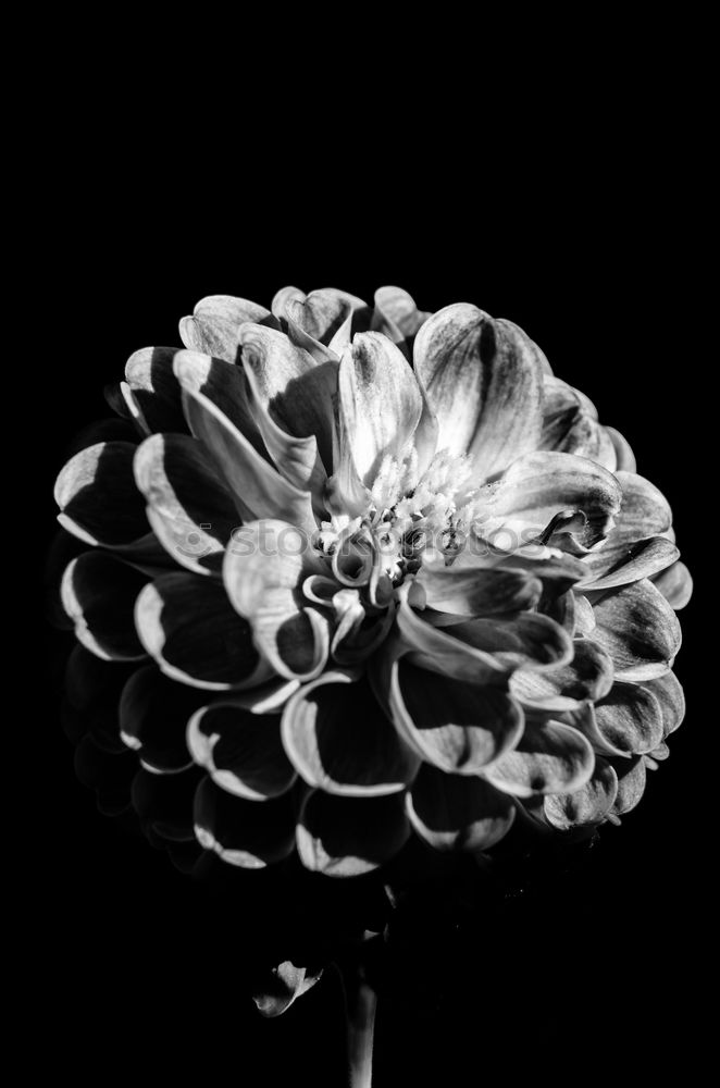 Similar – Blossomingwhite dahlia in black and white