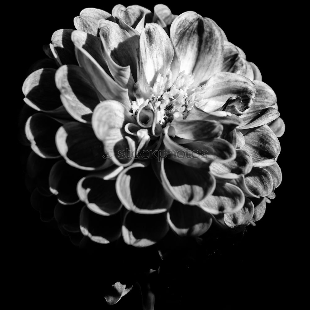 Blossomingwhite dahlia in black and white