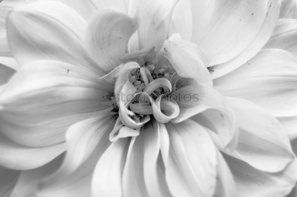 Similar – Blossomingwhite dahlia in black and white