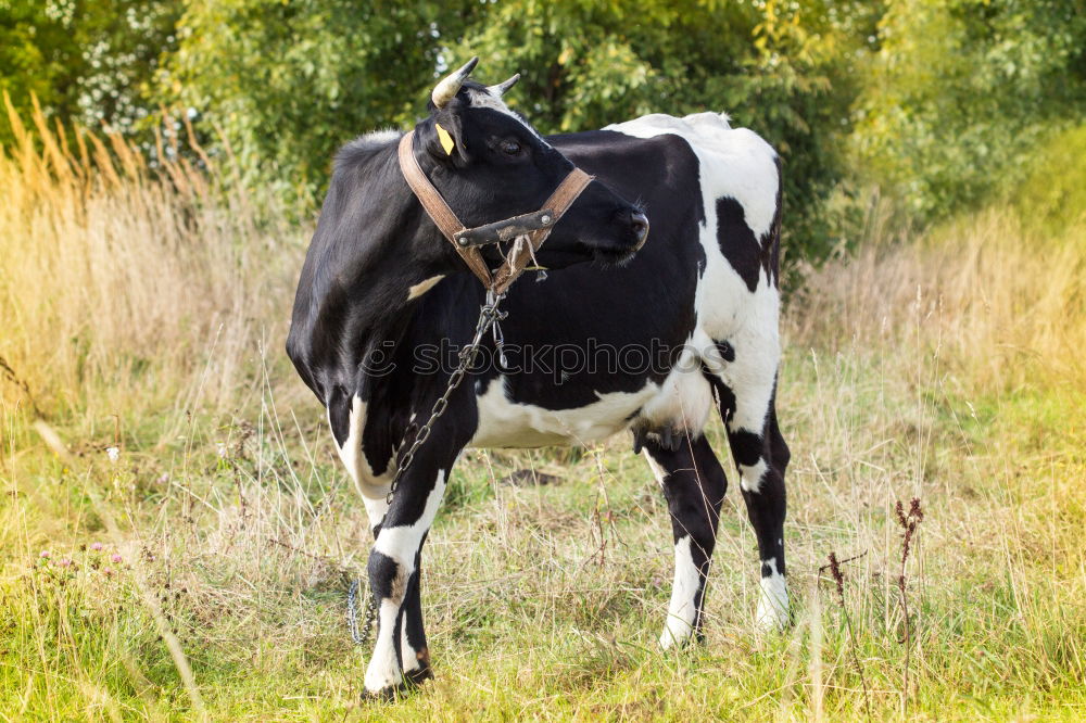 Similar – Image, Stock Photo Even if the cow’s tail wobbles,…